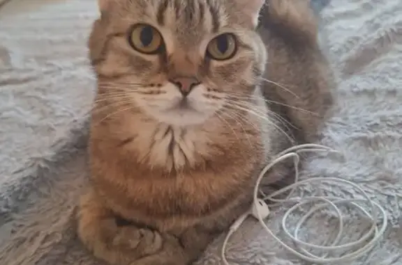 Кошки потеряшки, Клин, фото: Потеряшка кошка, Спас-Заулок, МО