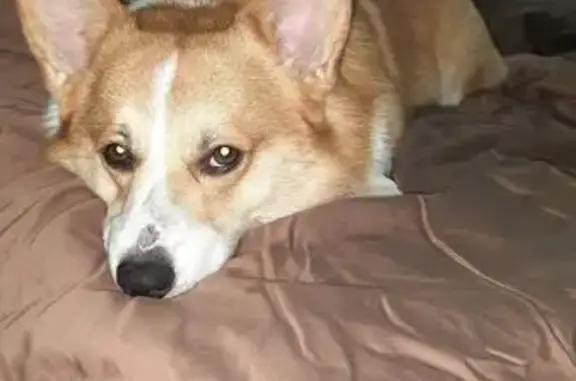 Собаки потеряшки, Владимир, фото: Потеряшка собака, ул. Луначарского, 35