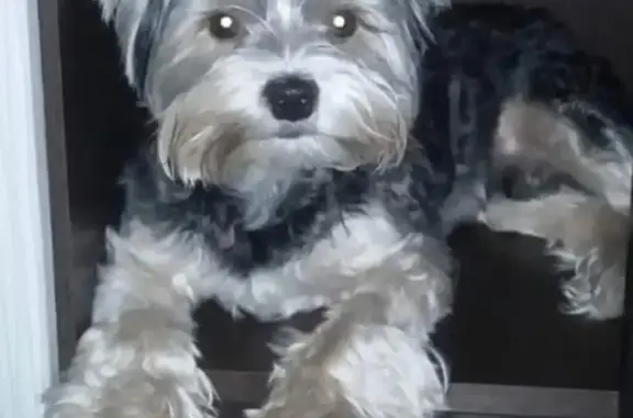 Пропала собака, Северная ул. 60Б, НВартовск