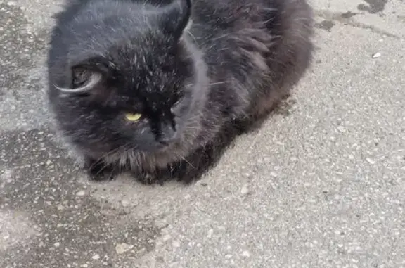 Найдена кошка, Саратов, фото: Кошка найдена на Шелковичной, 11/15, Саратов