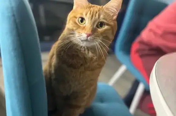 Кошки потеряшки, Егорьевск, фото: Потеряшка кошка Симба, Егорьевск, 6