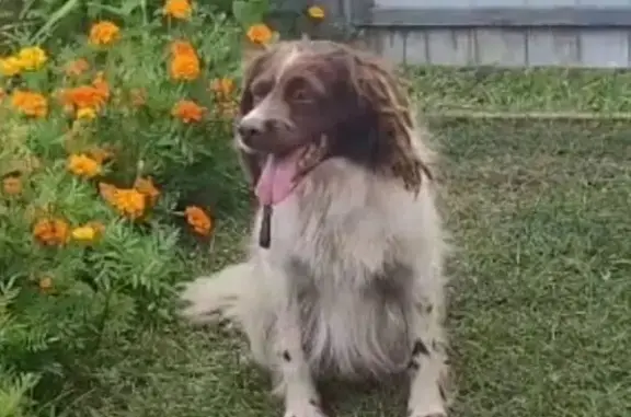 Пропала собака, ул. Промышленная, Тамбов