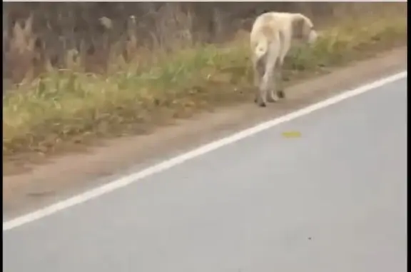 Найдена собака, Лесколовское сельское поселение, фото: Собака найдена: 41К-321, Лесколово
