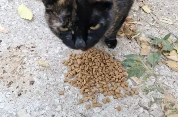 Найдена кошка, Саратов, фото: Найдена кошка, Универсальная ул., Саратов