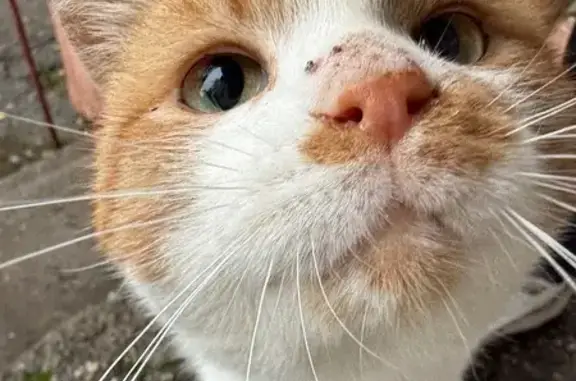 Найденные животные Ставрополь, фото: Кошка найдена: Оранжерейный пр., 5, Ставрополь