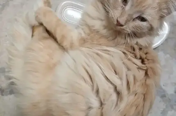 Найдена кошка, , фото: Кошка найдена в СНТ Малиновка, Удмуртия