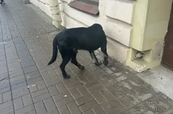 Собака найдена: Средний пр., 52, СПб