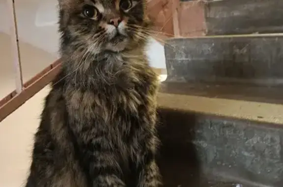 Найдена кошка, Кронштадт, фото: Кошка найдена: ул. Юрия Инге, 2/4