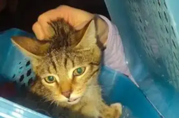 Найдена кошка, Екатеринбург, фото: Котёнок найден в 