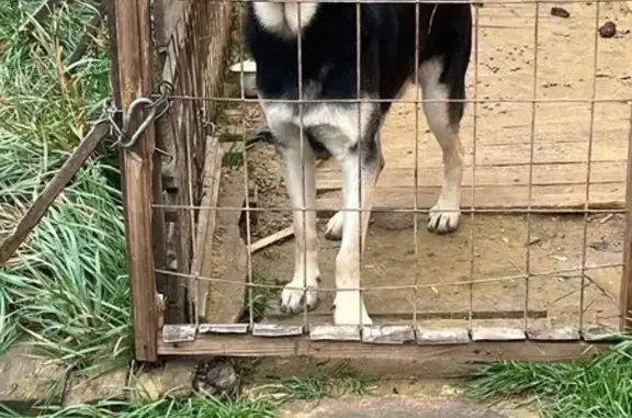 Собаки потеряшки, Ближняя Игуменка, фото: Потеряшка собака, Привольная ул., Игуменка