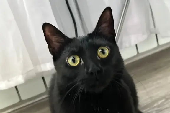 Пропала кошка, Халтуринский пер., 4А