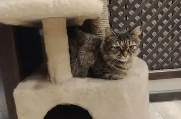 Найдена кошка, ул. Леонова, 37, Пенза