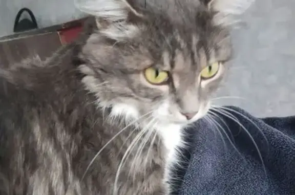 Кошки потеряшки, Чита, фото: Потеряшка кошка, ул. Ползунова, 26, Чита