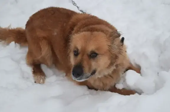 Пропала собака, Левобережное, Ярославль