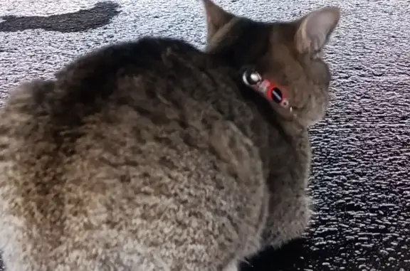 Найдена кошка, Балашиха, фото: Найдена кошка, Лётная 8/7, Балашиха