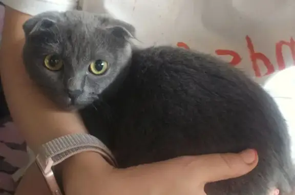 Веслоухая британка найдена в Воронеже