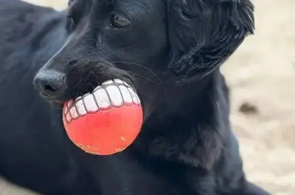 Собаки потеряшки, Астрахань, фото: Потеряшка собака, ул. Макарова, 38, Астрахань