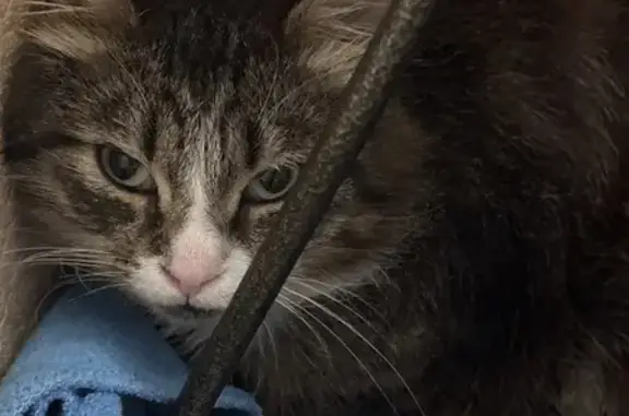 Кошка найдена, Ольгинская дорога 3/20