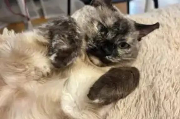 Пропала кошка, Казанское шоссе, 17