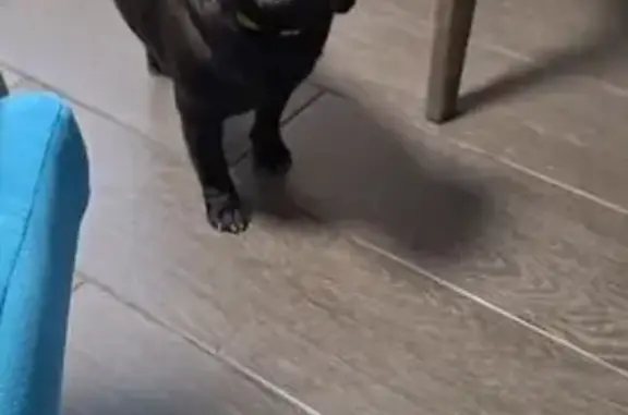 Найдена мопсиха, ул. Нариманова, Волжский