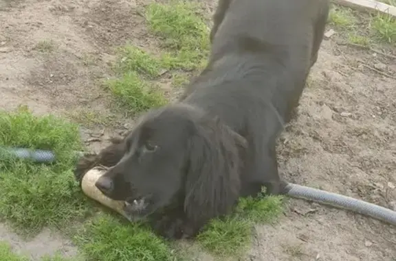 Собаки потеряшки, Астрахань, фото: Потеряшка собака, ул. Макарова 38, Астрахань