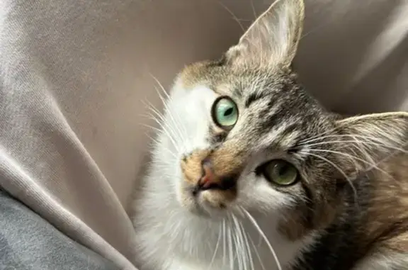 Пропала кошка, Светланская 16, Владивосток