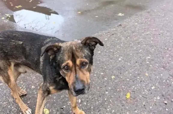 Найдена собака, Кострома, фото: Собака найдена: Кадыевский пер., 7, Кострома