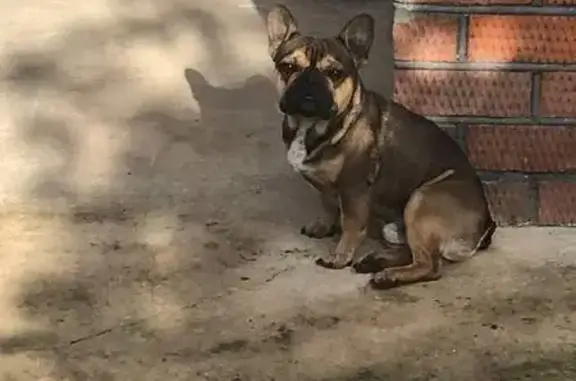 Собаки потеряшки, Стародеревянковская, фото: Потеряшка собака, ул. Горького 59, Стародеревянковская