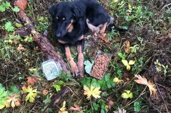 Найдена собака, Семивраги, фото: Собака найдена: 46Н-01576, Семивраги