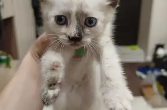 Кошки потеряшки, Сырское, фото: Потеряшка кошка, ул. 1 Мая, Сырское