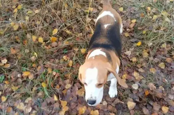 Пропала бигль Мия, Советская ул., Мугреевский