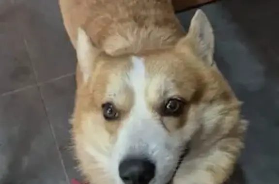 Пропала собака в Тиликтино, МО