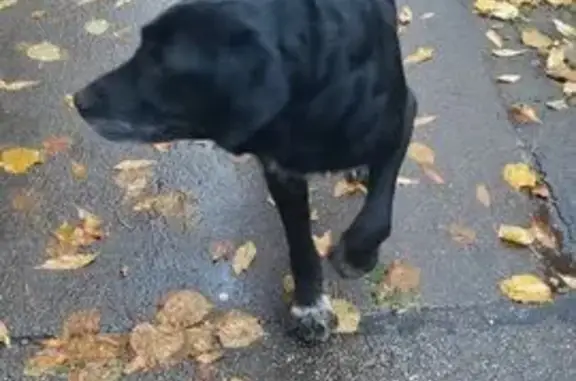 Найдена собака, Санкт-Петербург, фото: Найдена собака, 12-13-я линии В.О., 33