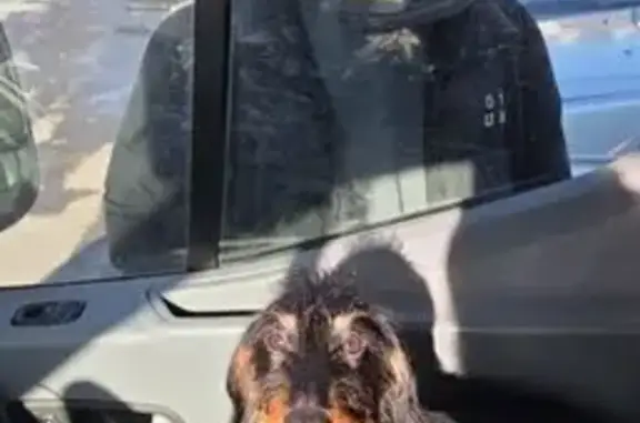 Собаки потеряшки, Екатеринбург, фото: Потеряшка собака, Загорская ул. 12, Екб