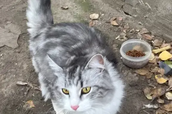 Найдена кошка у дома, Рионская 18, Волгоград