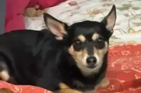 Собаки потеряшки, Нижний Новгород, фото: Потеряшка собака на ул. Углова, 1Б, Н.Новгород