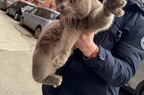 Найдена кошка, Томск, фото: Кошка найдена: Красноармейская, 44, Томск