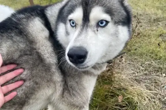 Найдена собака, Саранск, фото: Хаски найдена на Волгоградской улице, Саранск
