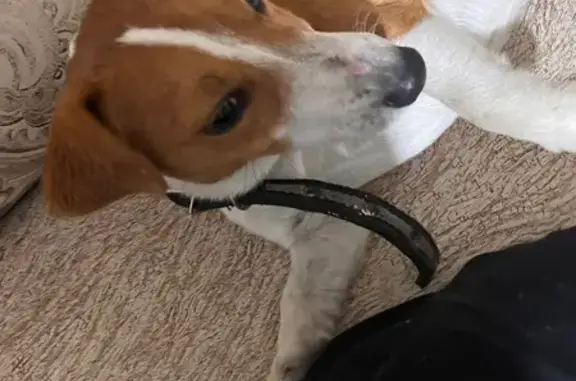 Найдена собака, Хасавюрт, фото: Найден Джек Рассел, Хасавюрт, Кандаураульский 2