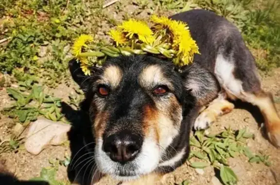 Пропала собака, Вольск, Саратовская обл.
