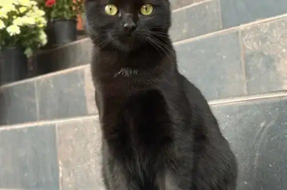 Кошки потеряшки, Краснодар, фото: Потеряшка кошка, Молодёжная 22, Краснодар