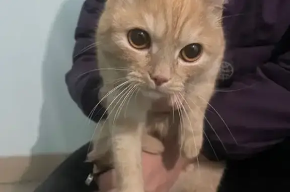 Найдена кошка, Барнаул, фото: Кошка найдена: Павловский тракт, 305, Барнаул