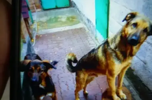 Пропала собака, ул. Пирогова, 23, РнД