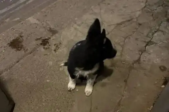 Найдена собака, Казань, фото: Найдена собака, ул. Меховщиков, 4, Казань