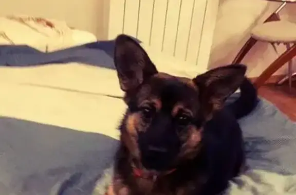 Собаки потеряшки, Энгельс, фото: Потеряшка собака на Нестерова, 103, Энгельс