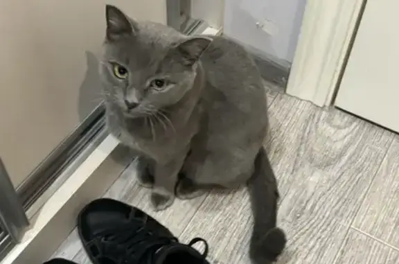 Найдена кошка, Саратовская область, фото: Найдена кошка, Саратов, Саратовская обл.