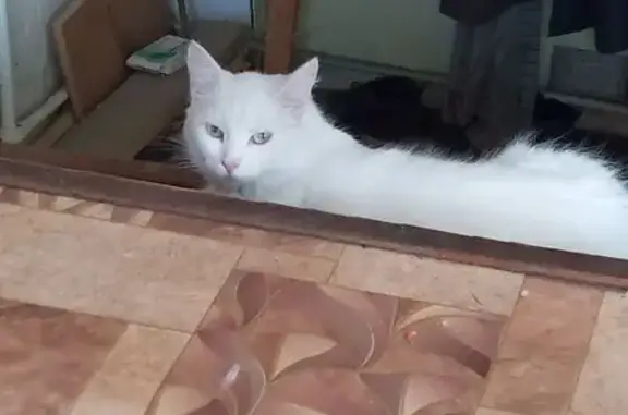 Пропала белая кошка Мия, Станочный пер., 5