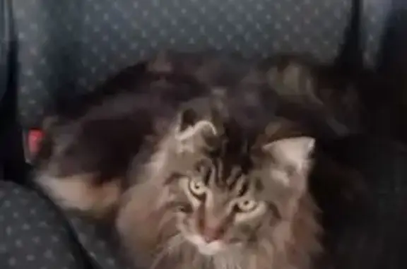 Пропала кошка, 41К-508, Торфяное