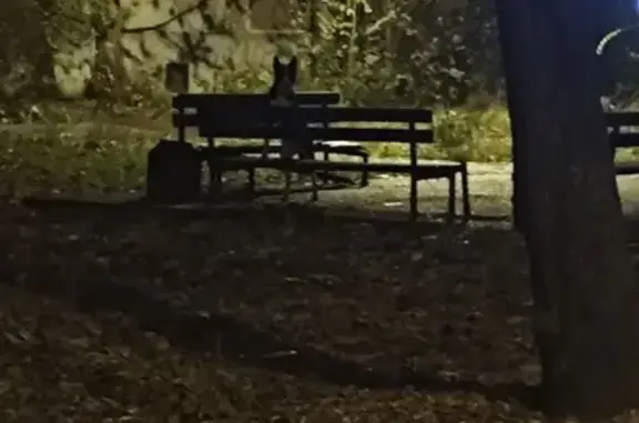 Собака найдена: ул. Декабристов, Казань