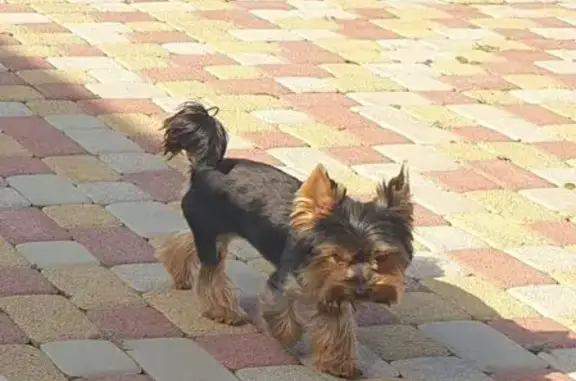 Пропала собака, Камызяк, Верхнекалиновский